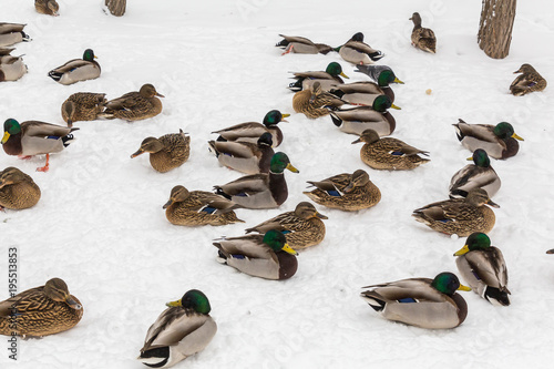 Mallard ducks in the snow in the city Park. Winter day.
