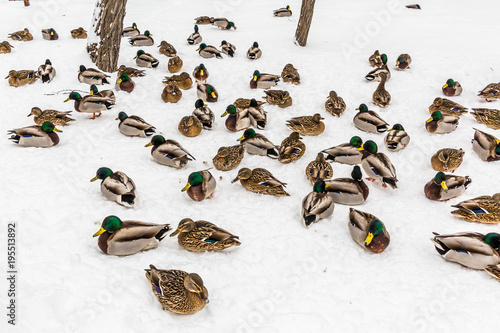 Mallard ducks in the snow in the city Park. Winter day.
