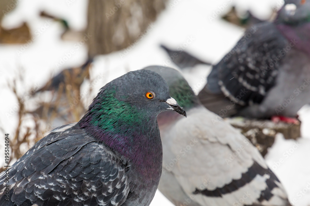 Obraz premium Pigeons in the city Park. Close up. Winter day.