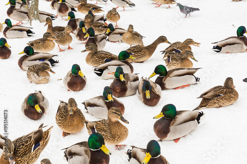 Mallard ducks in the snow in the city Park. Winter day.