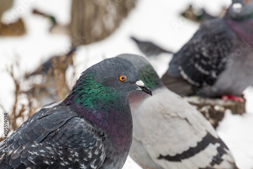 Pigeons in the city Park. Close up. Winter day.