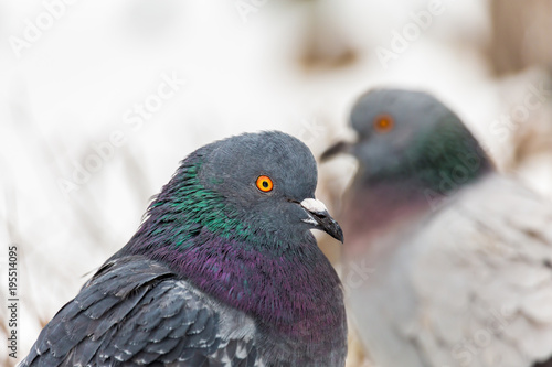 Pigeons in the city Park. Close up. Winter day. © Andrey Lapshin