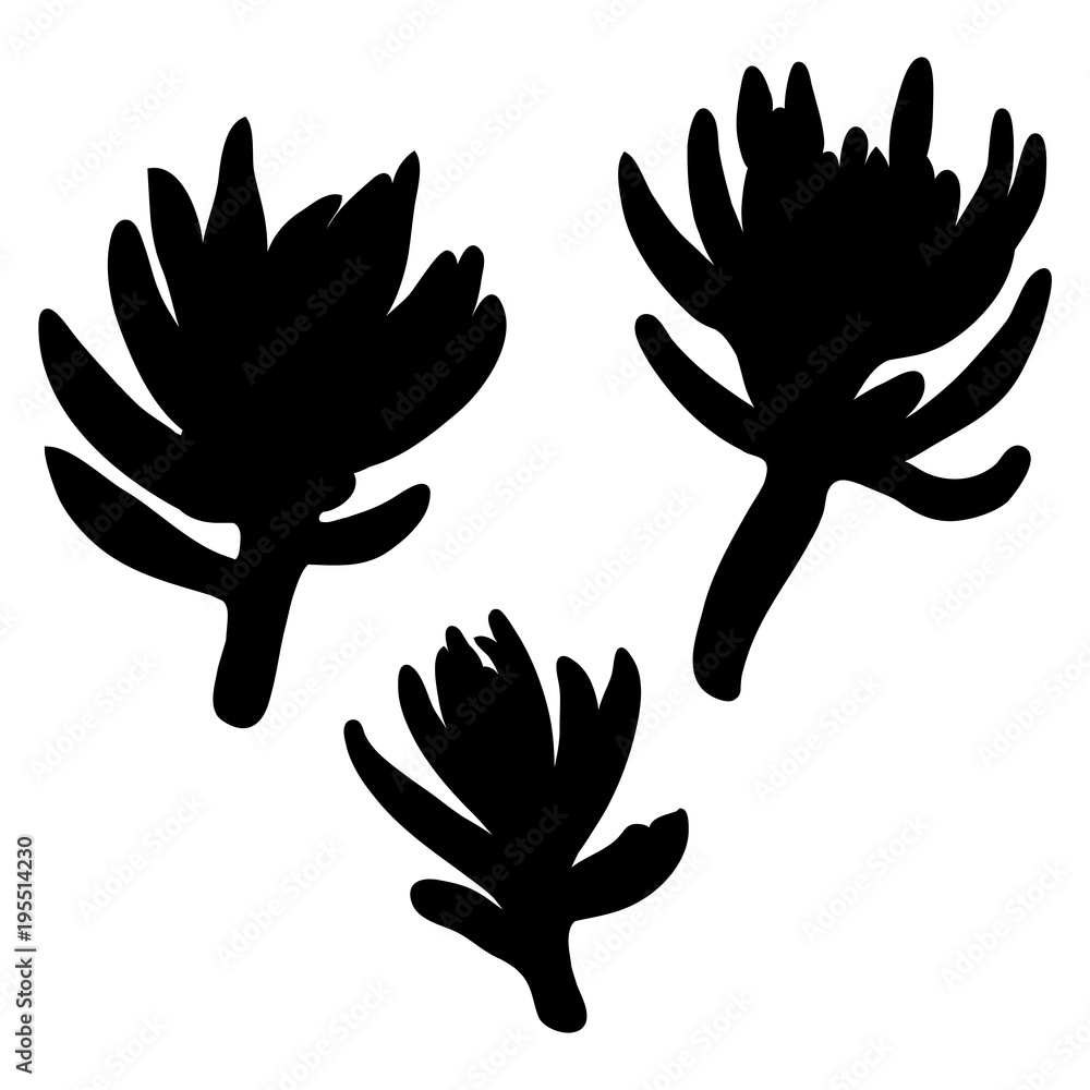 Obraz premium Black silhouettes of Succulent cactus flower, hand drawn terrarium cacti. Wild floral exotic tropical plant. Vector.