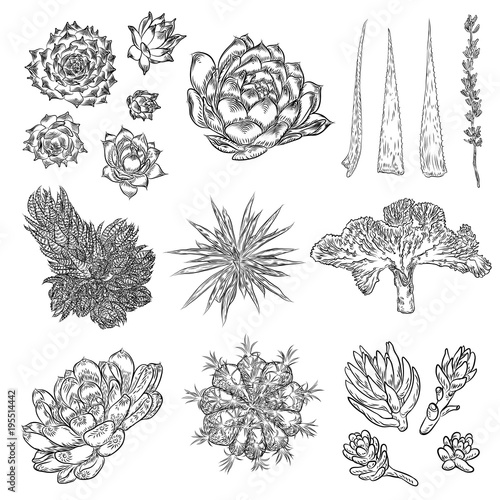 Cute cactus illustrations. Handmade set. Hand drawn outline cacti and succulents drawings. Decorative floral design elements for prints, patterns, decoration needs. Vector.