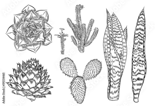 Cactus Set. Wild cactus forest elements with agave, saguaro, and prickly pear. Hand drawn. Vector.