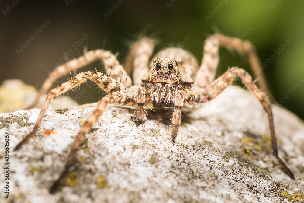 Spider Spider