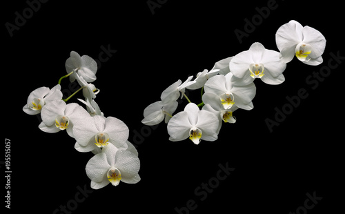 beautiful white orchid branch isolated on black background