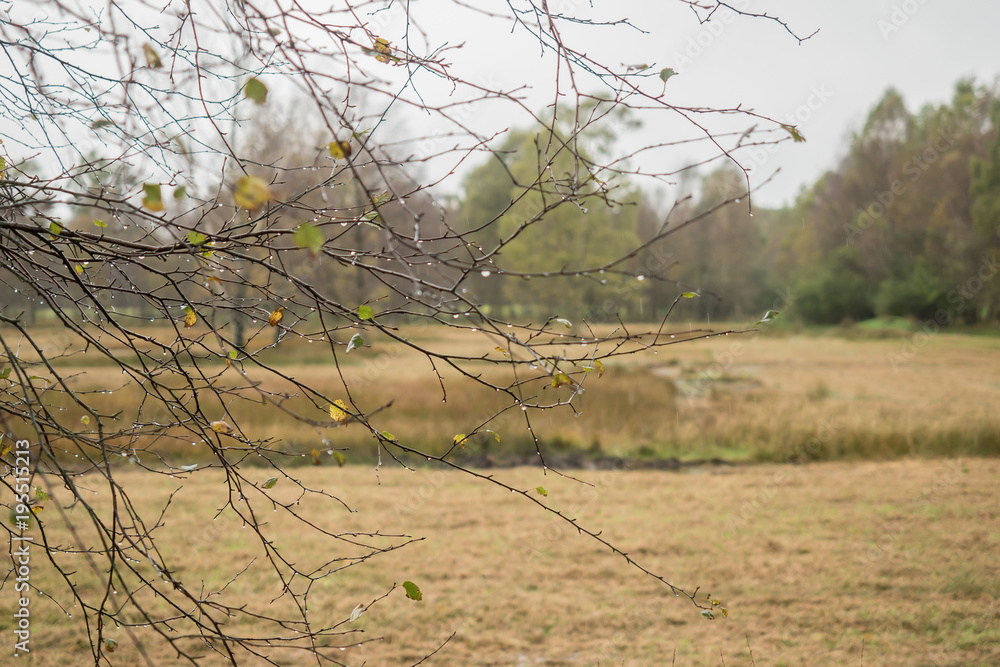 Beautiful moor landscape in the lueneburger heide Beautiful moor landscape in the lueneburger heide