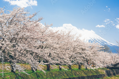 mt.Fuji in kawaguchiko lake,Kawaguchiko lake of Japan,Mount Fuji, Kawaguchi Lake, Japan,with,Spring Cherry blossoms, pink flowers,Cherry blossoms or Sakura and Mountain Fuji at the river in morning photo