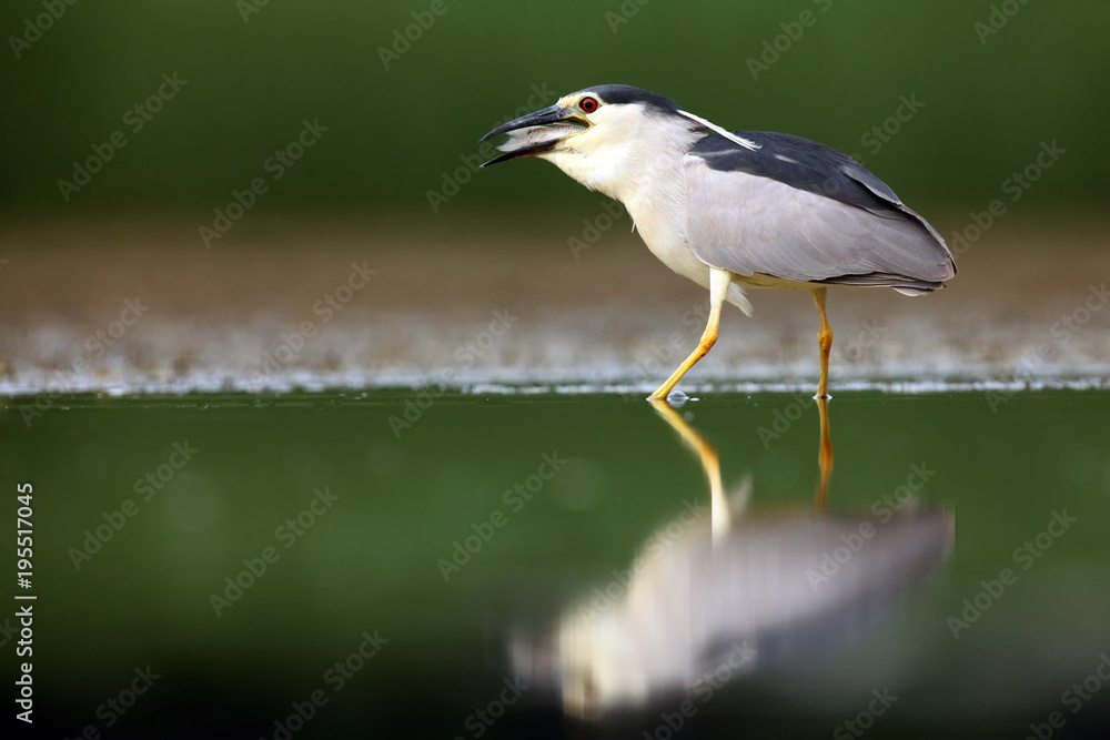 Obraz premium The black-crowned night heron (Nycticorax nycticorax), commonly night heron with green background. Night heron with the fish.