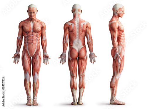 Papier peint anatomy, muscles
