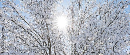 Large tree with snow covered branches with a sun flare peeking through the brances and blue sky.
