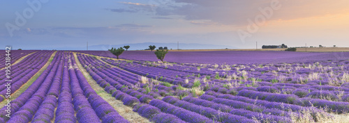 FRA/Provence, Valensole photo