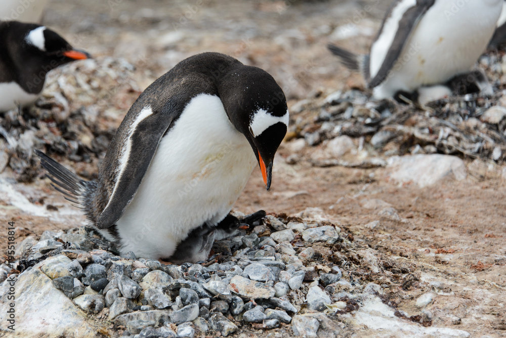 Fototapeta premium Gentoo penguin with chicks in nest