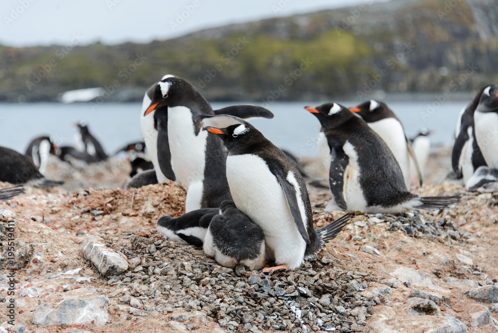 Fototapeta premium Gentoo penguin with chicks in nest