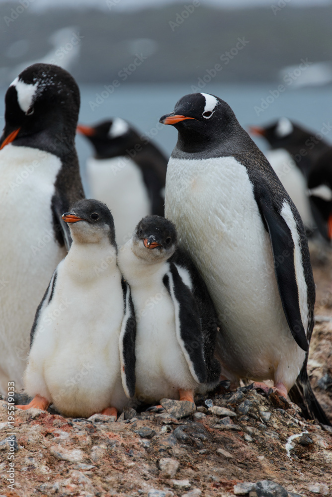Fototapeta premium Gentoo penguin with chicks in nest