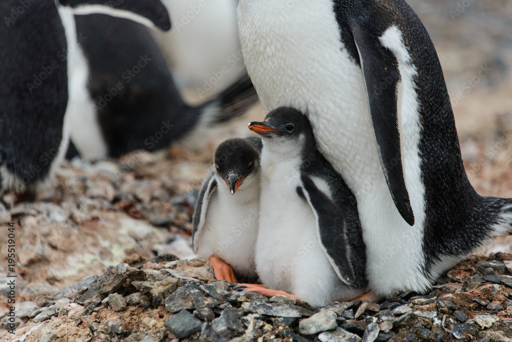 Fototapeta premium Two gentoo penguin's chicks in nest