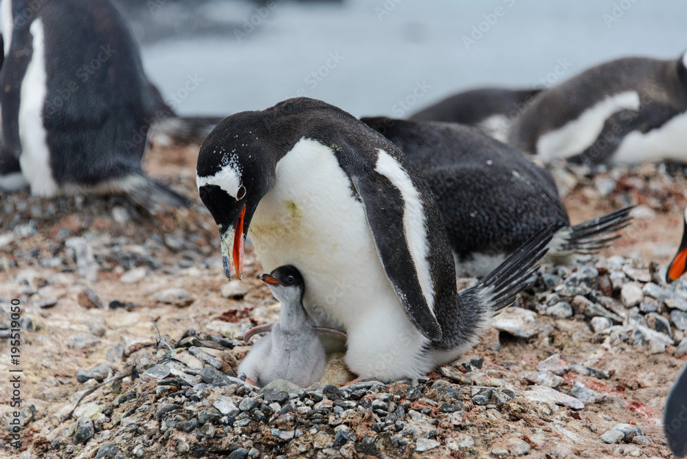 Fototapeta premium Gentoo penguin with chicks in nest
