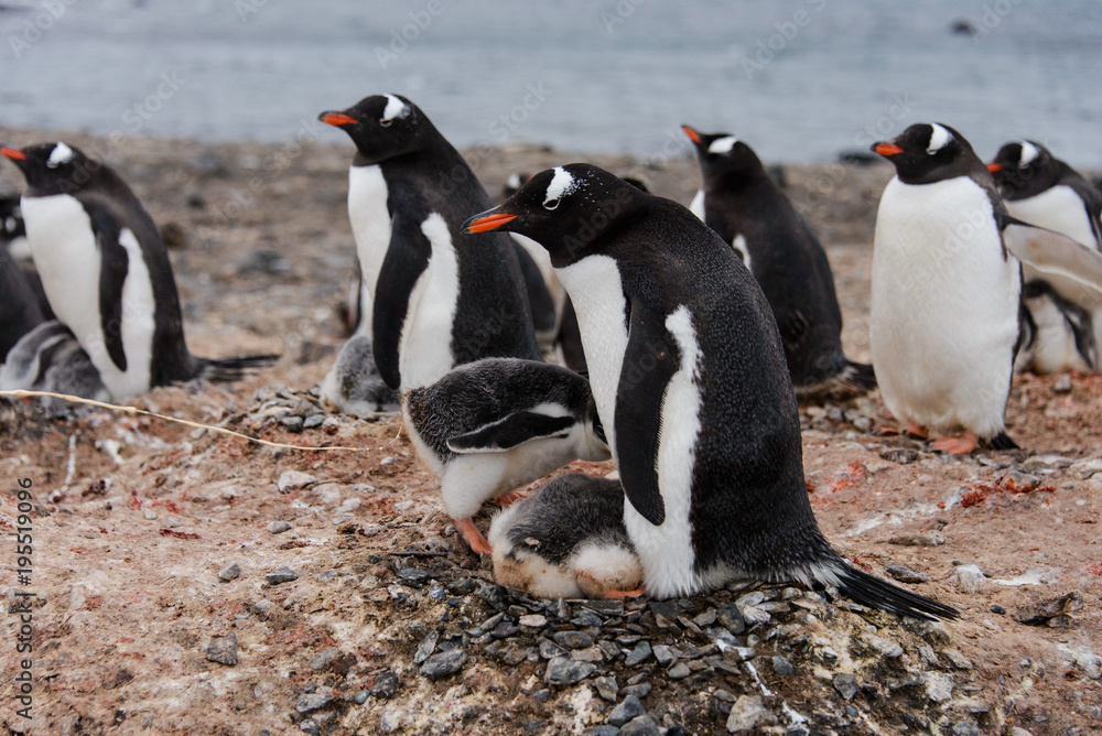 Fototapeta premium Gentoo penguin's chicks poops