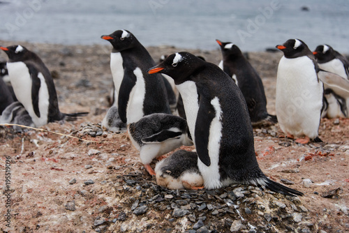 Gentoo penguin's chicks poops