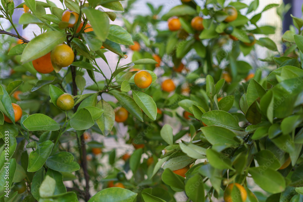 some lemons and oranges on tree