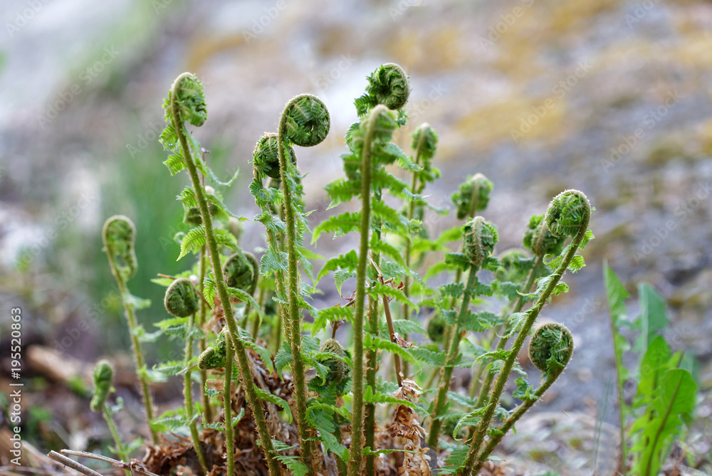 Unfolding Fern plant (latin name: Fem) early spring Unfolding Fern plant (latin name: Fem) early spring