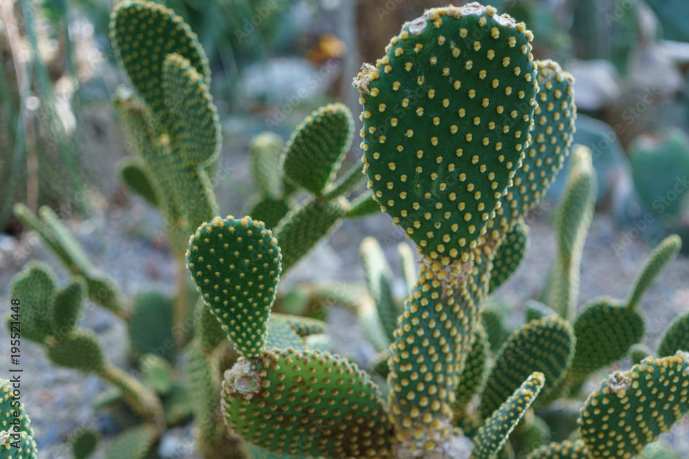 nice and green cactus with spikes nice and green cactus with spikes