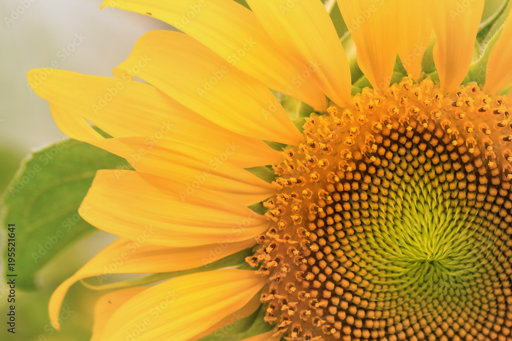 Close up sunflower,select focus and color toned. Close up sunflower,select focus and color toned.