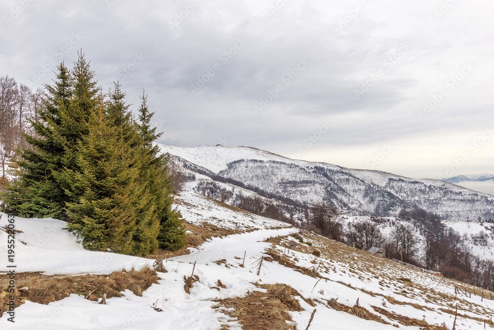 mountain landscape with conifer trees and snowy hills in the distance