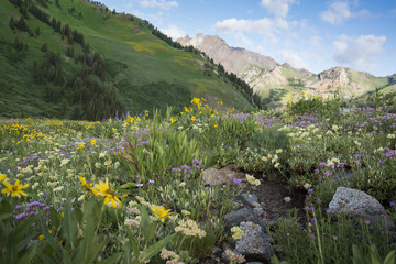 Leinwandbilder Khaki Wildflower Mountain Meadow - Albion Basin Utah   © Elle