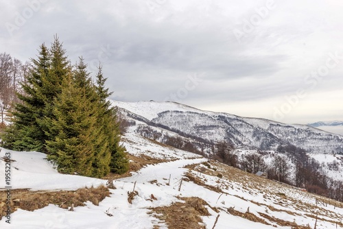 mountain landscape with conifer trees and snowy hills in the distance