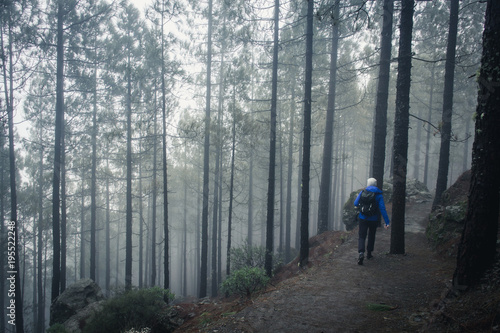 Back of hiker going down path in forest on hazy day in Roque Nublo natural park. Adventure explorer on mysterious environment. Mystic atmosphere in the woods. Suspense, intrigue concept