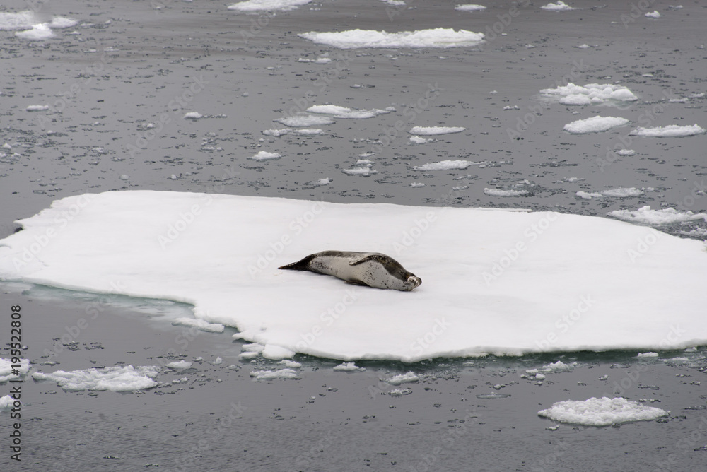 Fototapeta premium Leopard seal on ice