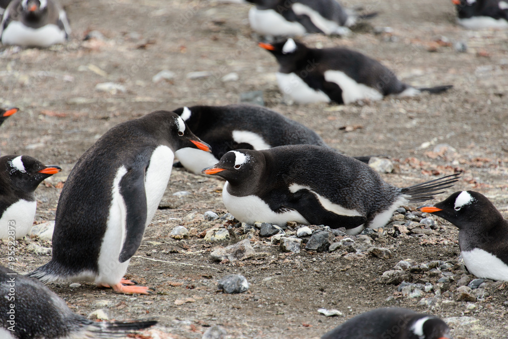 Fototapeta premium Gentoo penguins on beach
