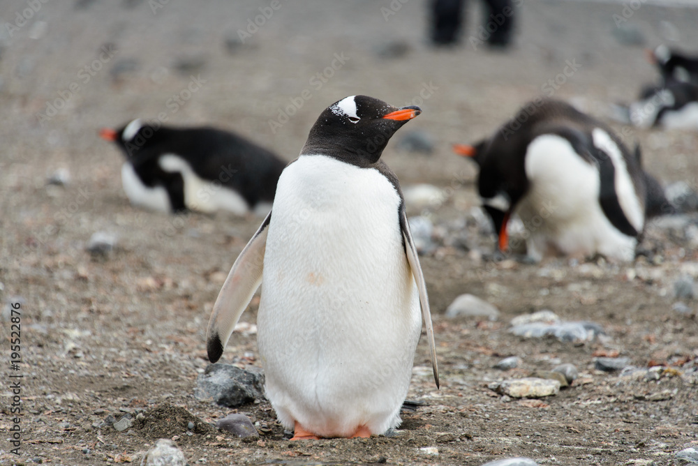 Obraz premium Gentoo penguin on beach
