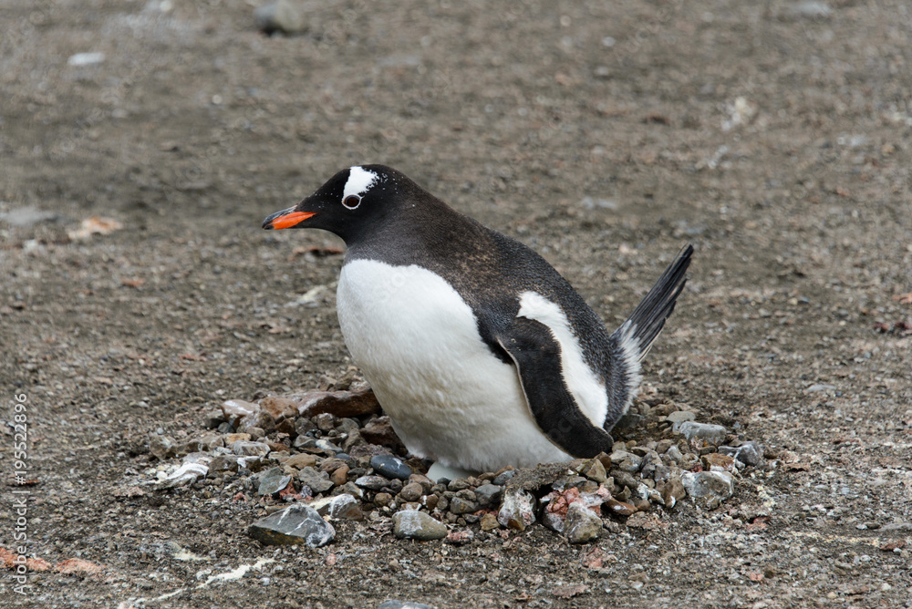 Obraz premium Gentoo penguin with egg in nest