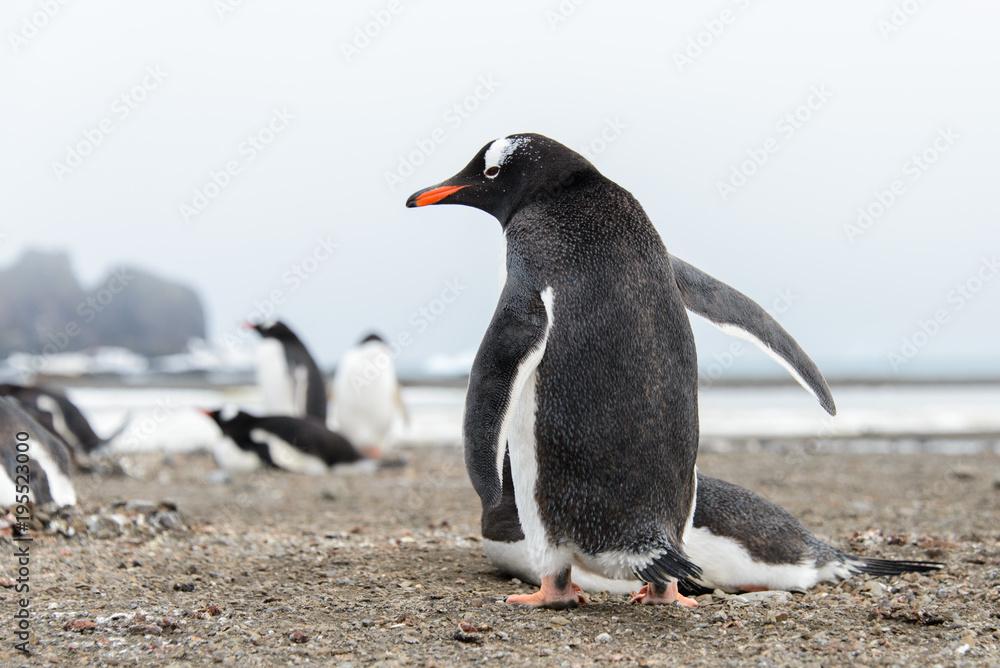 Naklejka premium Gentoo penguin going away from back