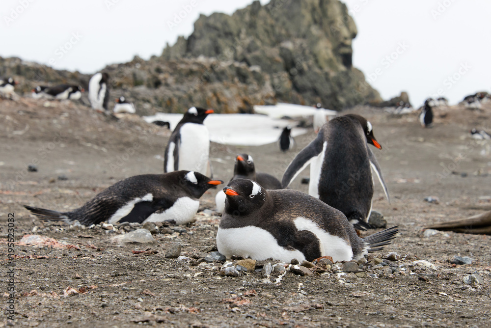 Naklejka premium Gentoo penguins on beach