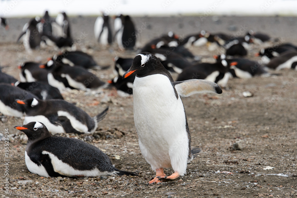 Naklejka premium Gentoo penguin on beach