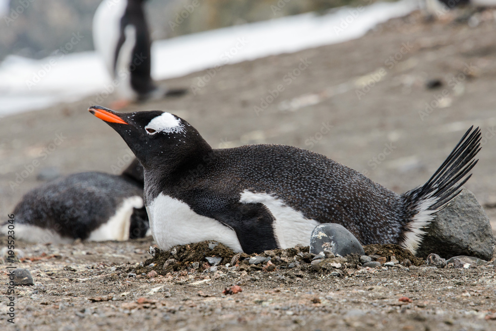 Fototapeta premium Gentoo penguin laying in nest