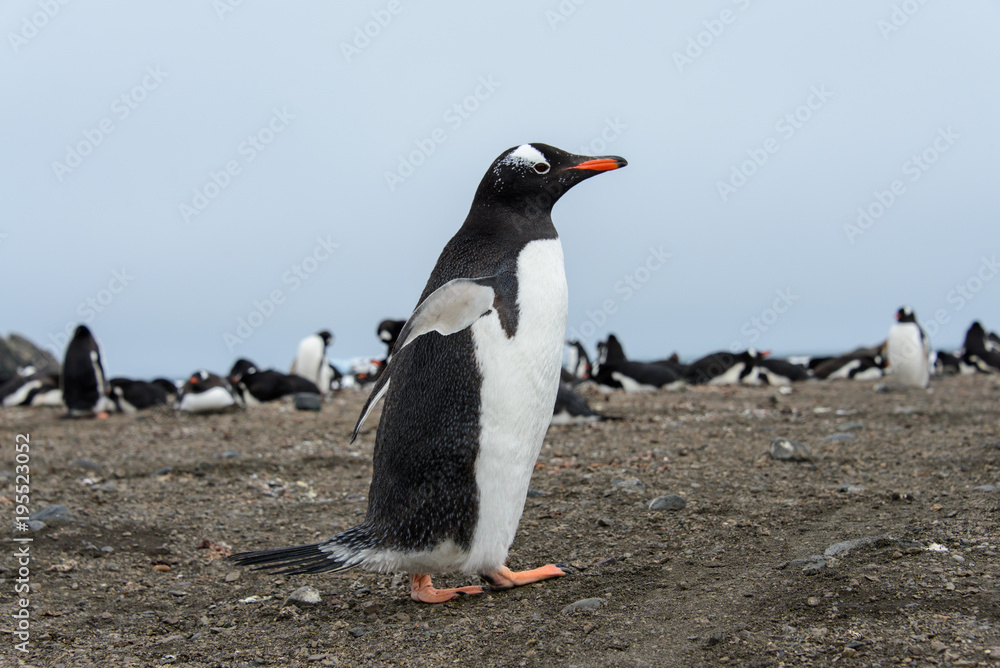 Obraz premium Gentoo penguin going