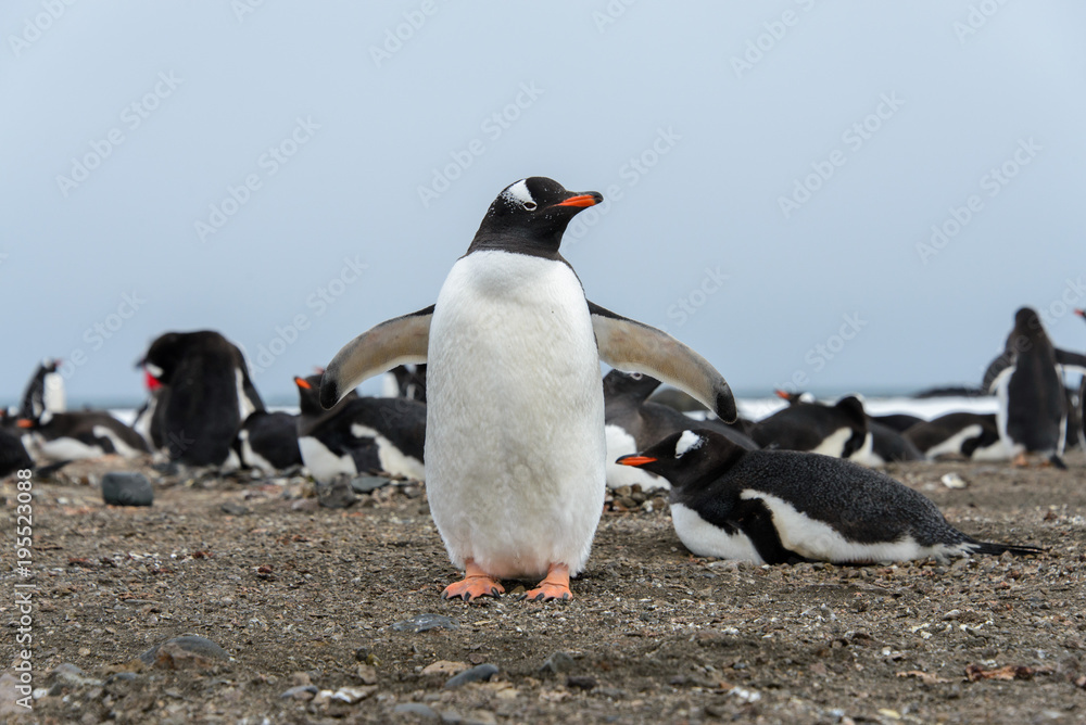 Obraz premium Gentoo penguin on beach