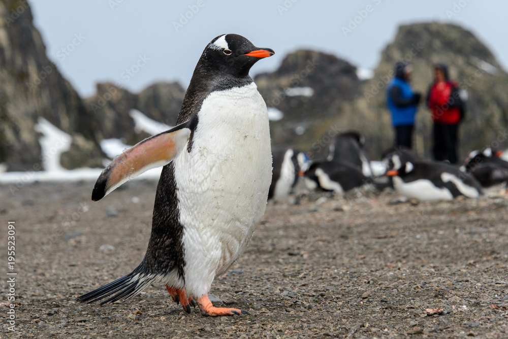 Fototapeta premium Gentoo penguin going