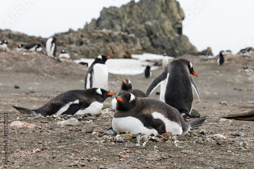 Gentoo penguins on beach