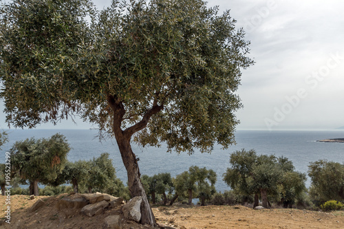 Landscape with olive trees near Giola Natural Pool in Thassos island, East Macedonia and Thrace, Greece 