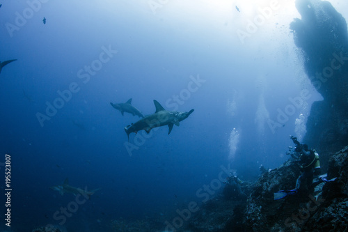 Fototapeta Naklejka Na Ścianę i Meble -  Hammerhead Shark