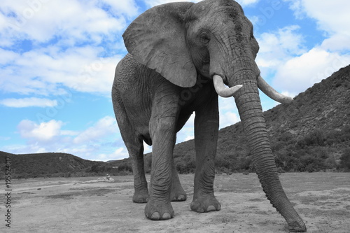 Afrikanischer Elefant von vorne  selektierte Farbe
