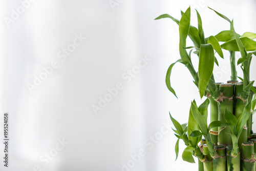 indoor plant  bamboo of happiness  on a white table