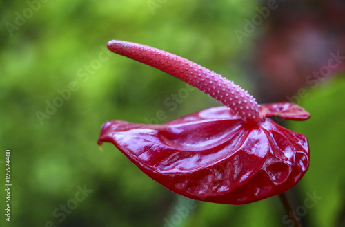 Pink anthurium flower blooming in the garden. Common names include anthurium, tailflower, flamingo flowerand. photo