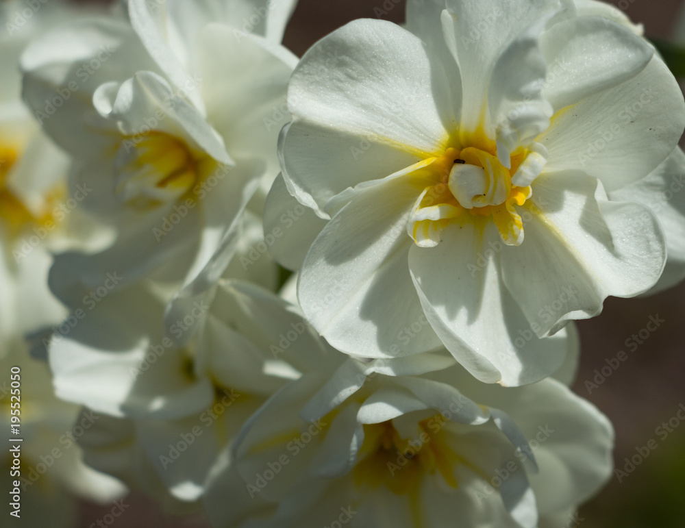 Daffodil Close-up